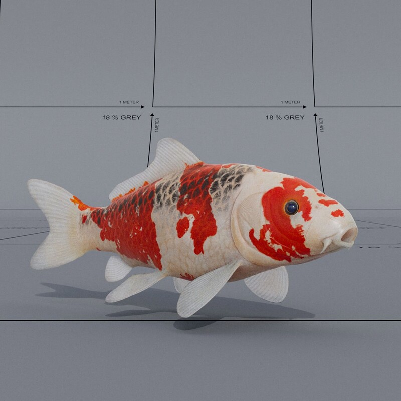 Koi Fish Sculpt