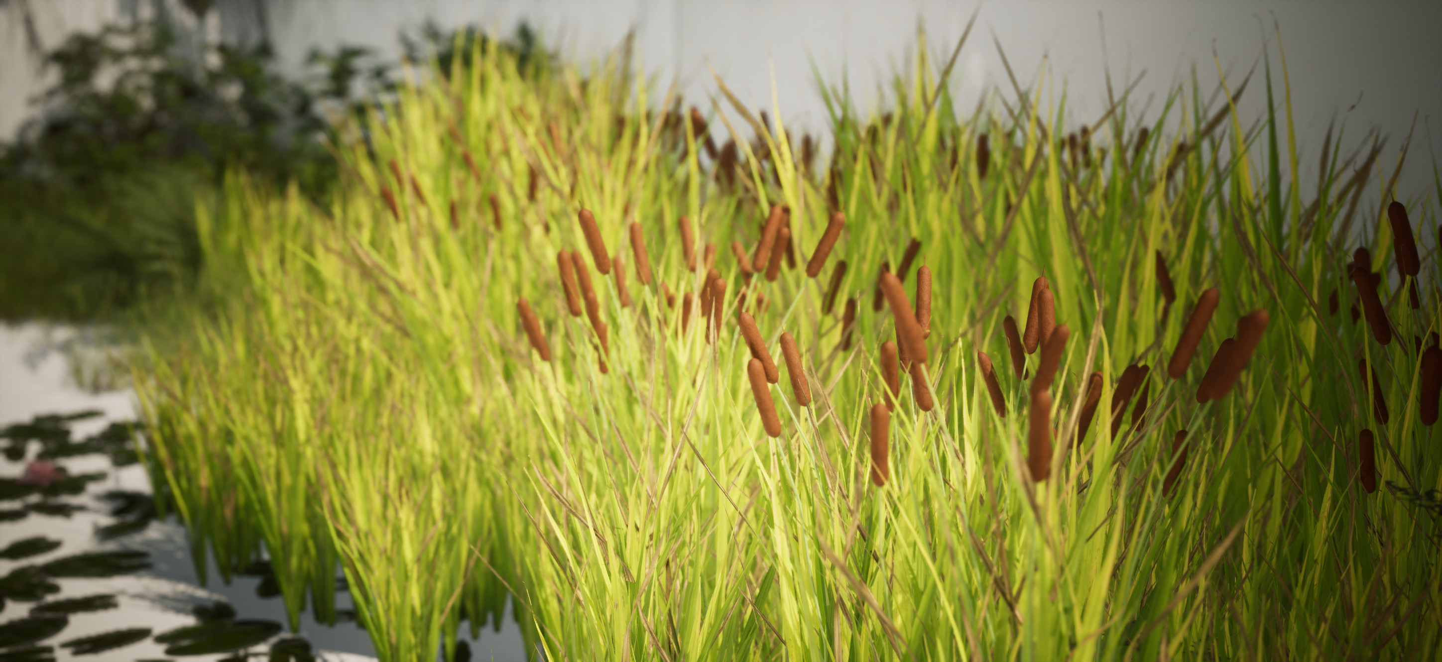 Tall grass and cattails