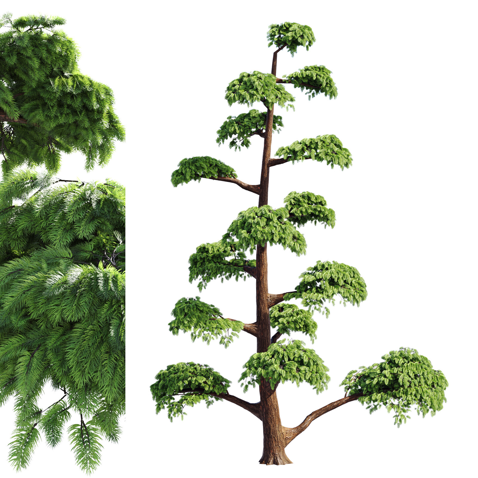 Pruned Pine Model | HQ | PBR  