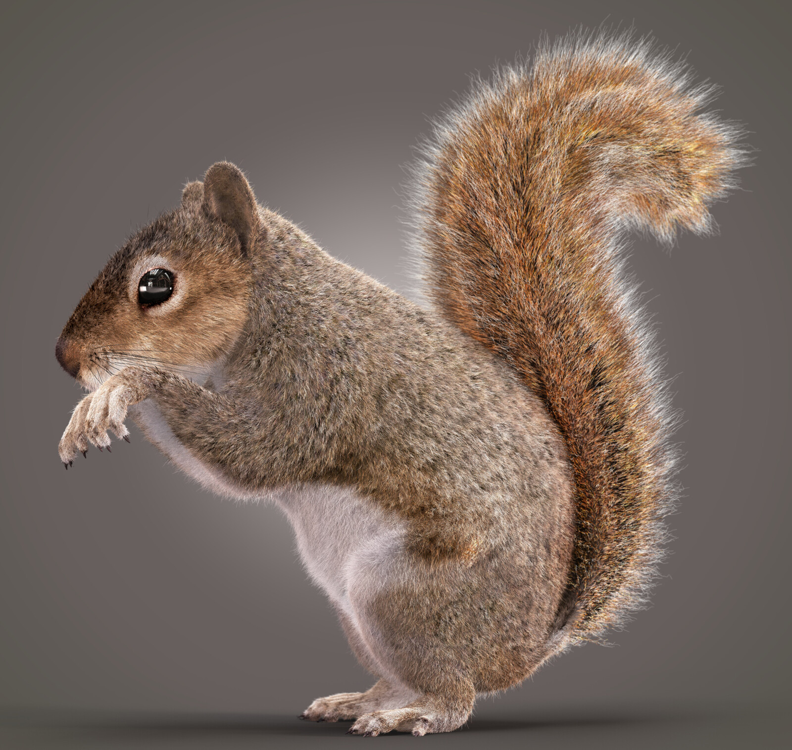 Squirrel