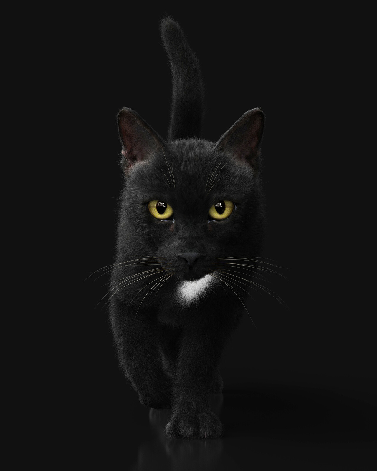 Black Cat - frame from the walk cycle