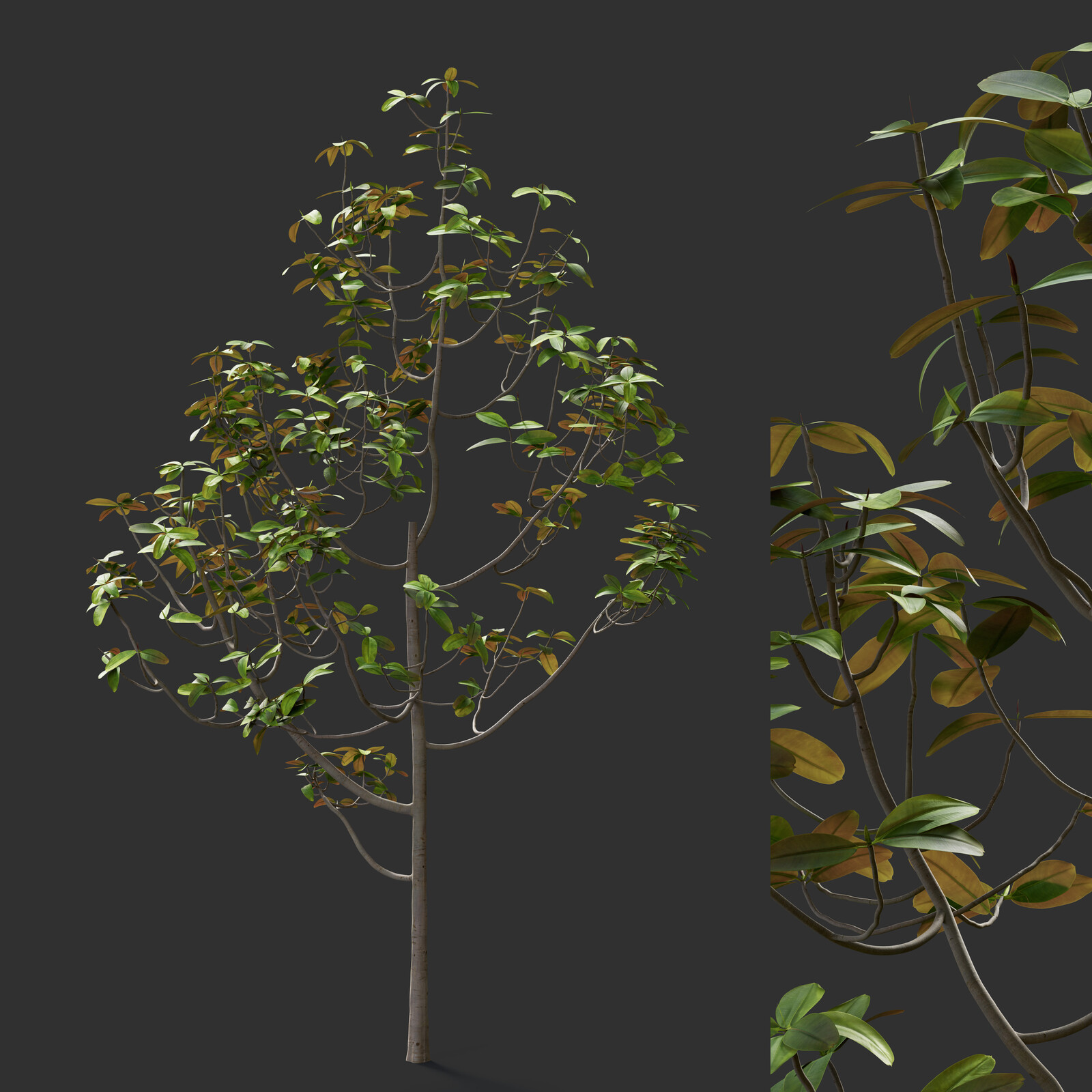 Ficus Tree | HQ | MidPoly | PBR