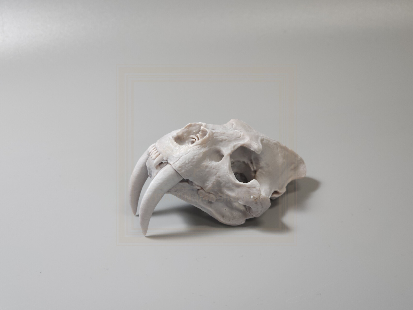 5. Smilodon
1:6 Length:7cm x Height:6.1cm Width:5cm – Price 45usd
