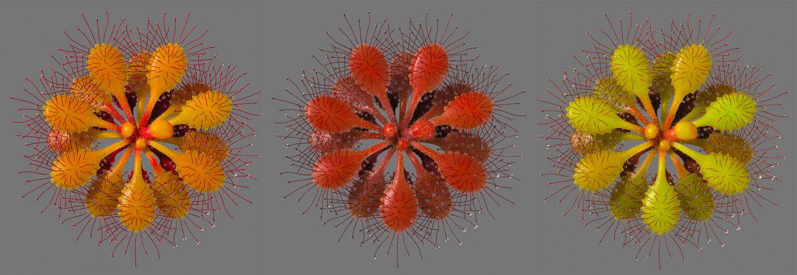 Sundew variants