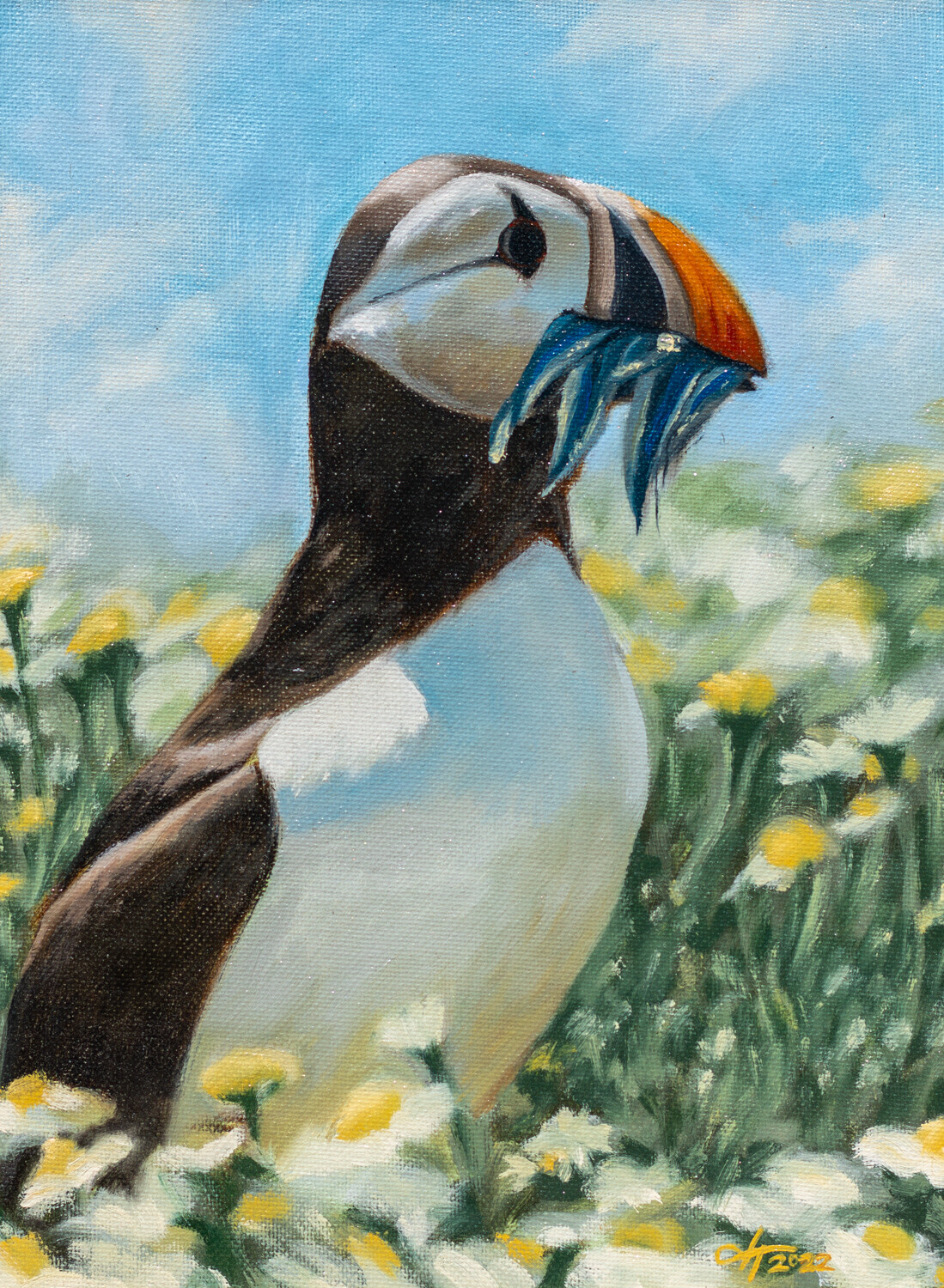 Puffin