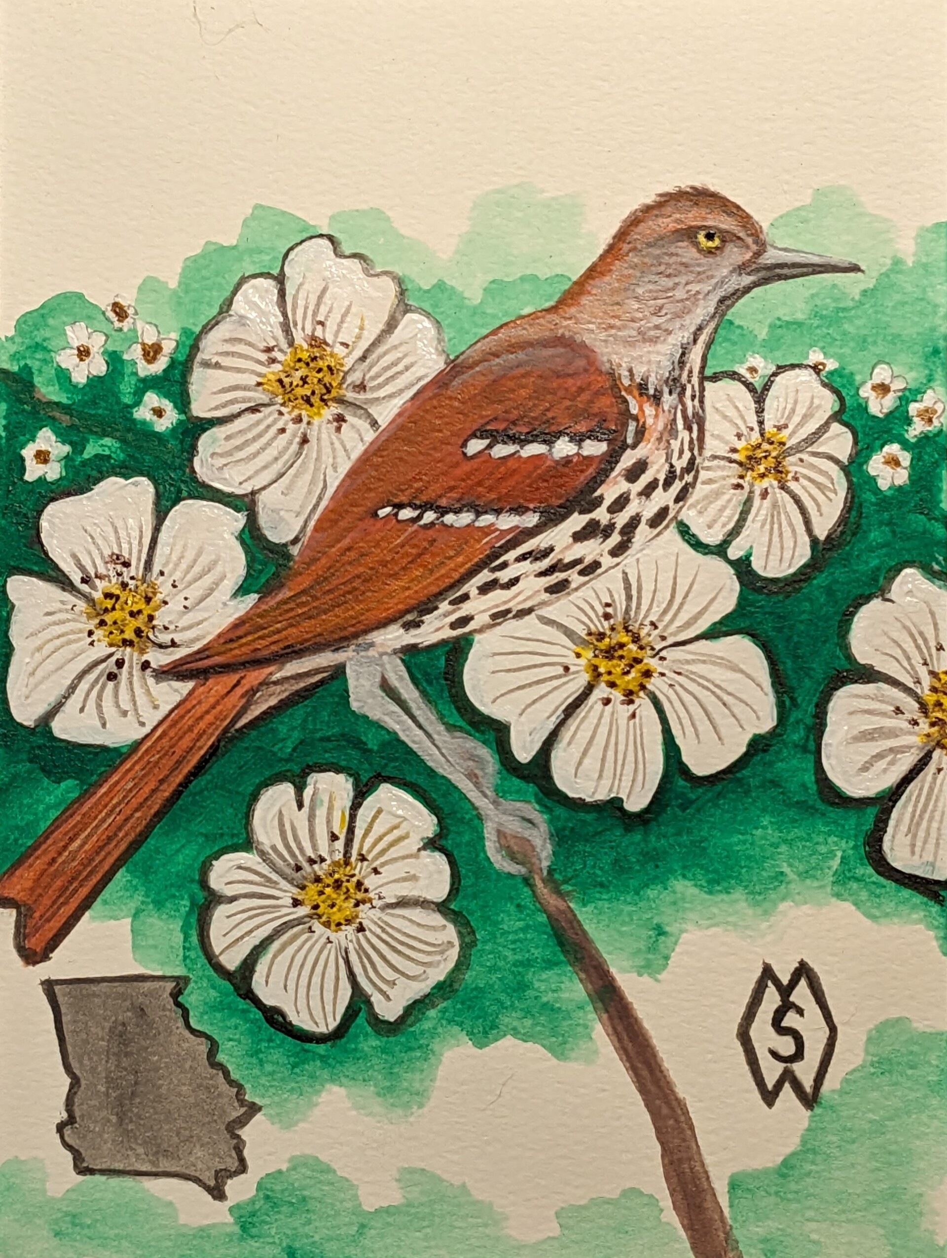 artstation-georgia-state-bird-and-flower-the-brown-thrasher-and