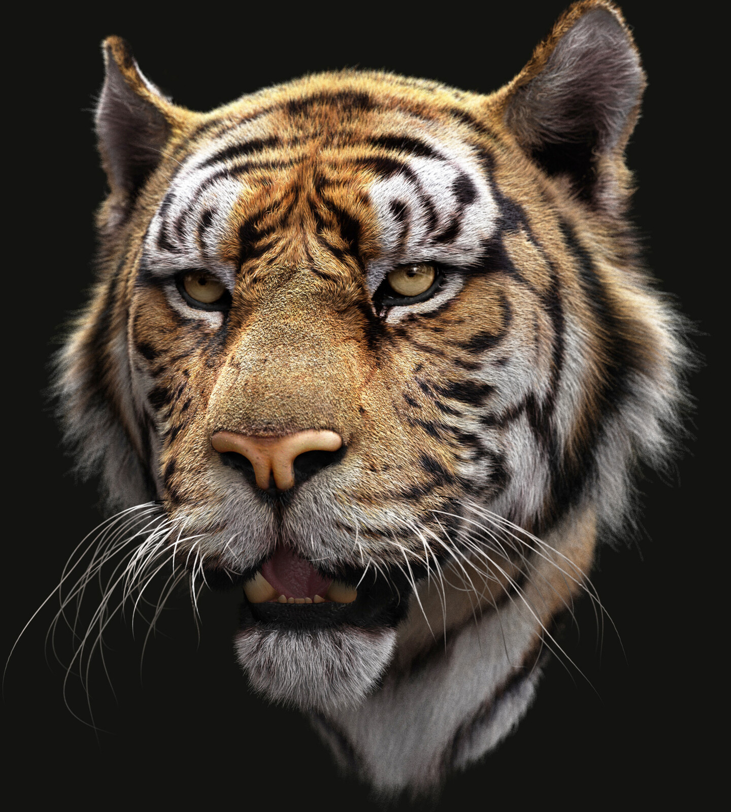 Tiger's head
