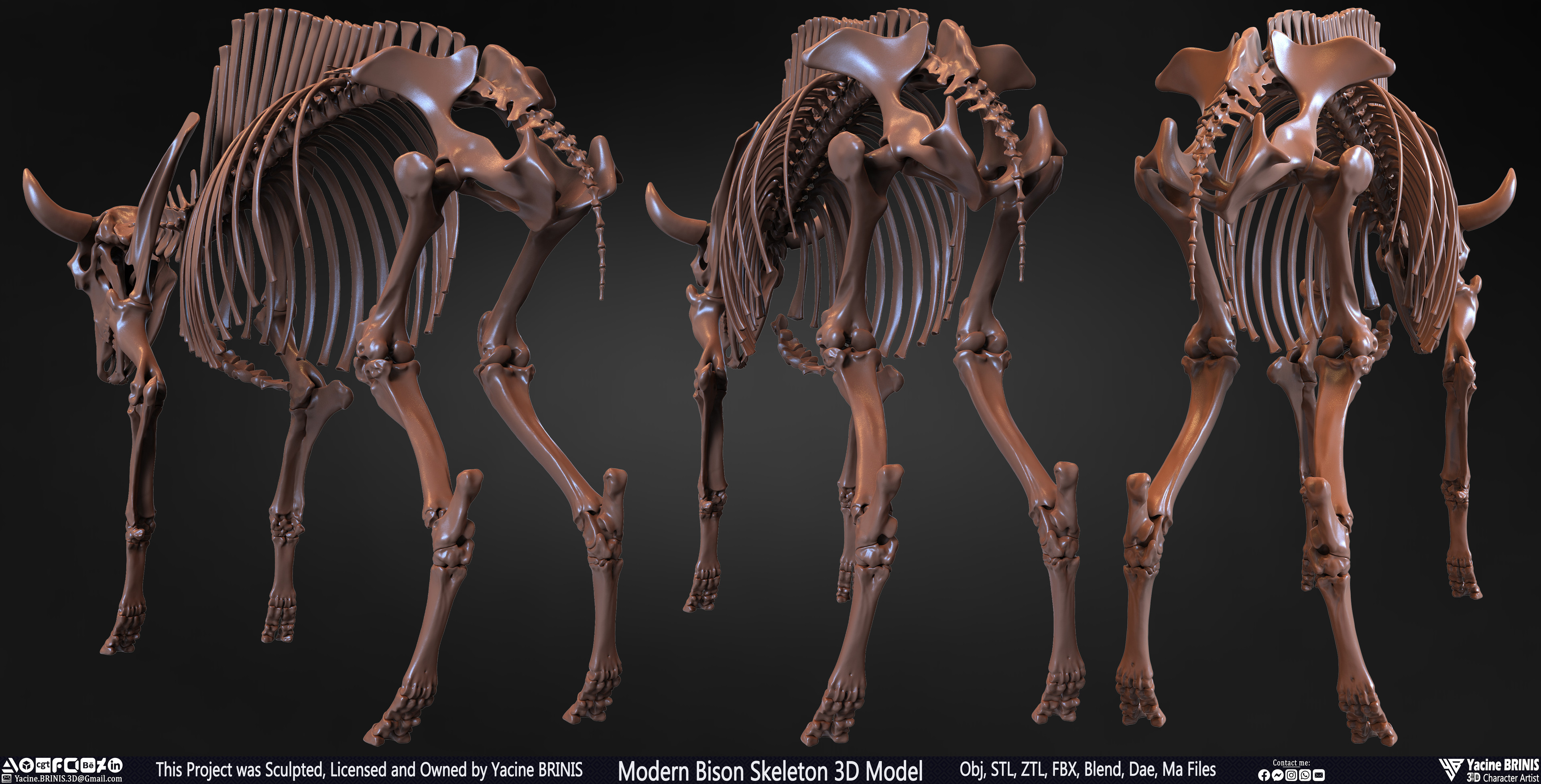 Modern Bison Skeleton 3D Model Sculpted by Yacine BRINIS Set 002