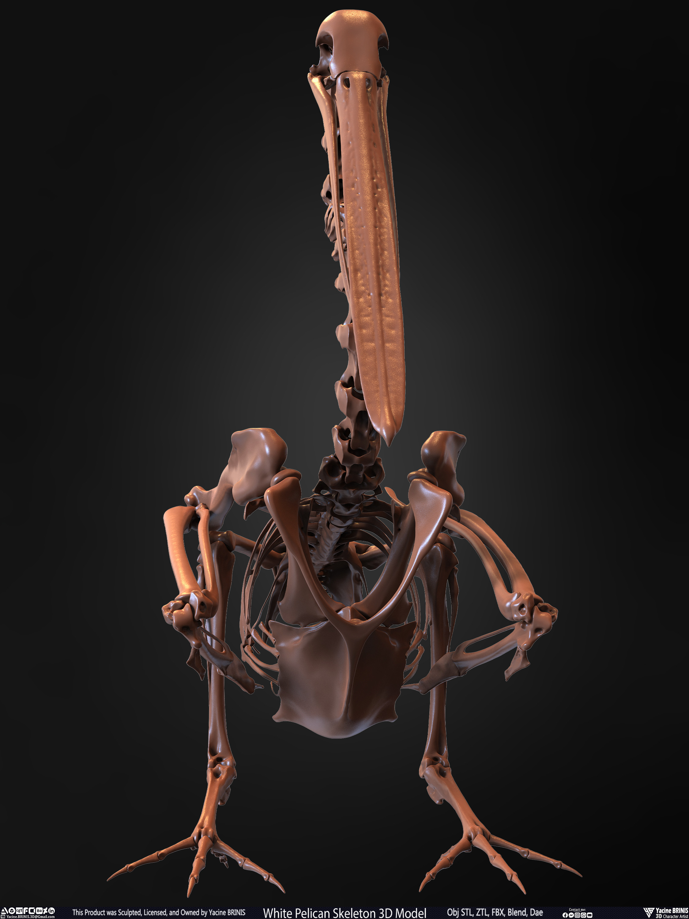 White Pelican Skeleton 3D Model Sculpted by Yacine BRINIS Set 005