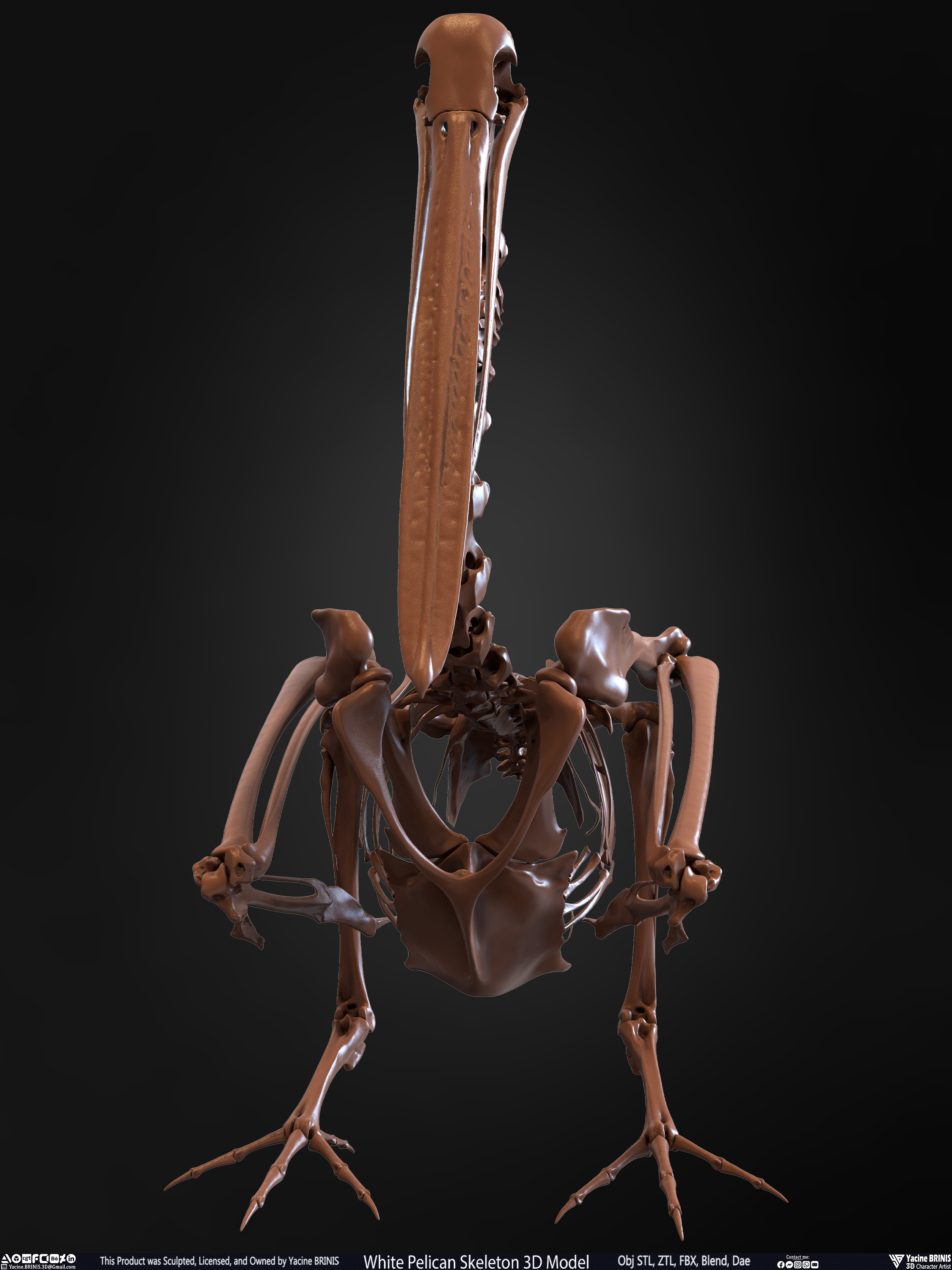 White Pelican Skeleton 3D Model Sculpted by Yacine BRINIS Set 007