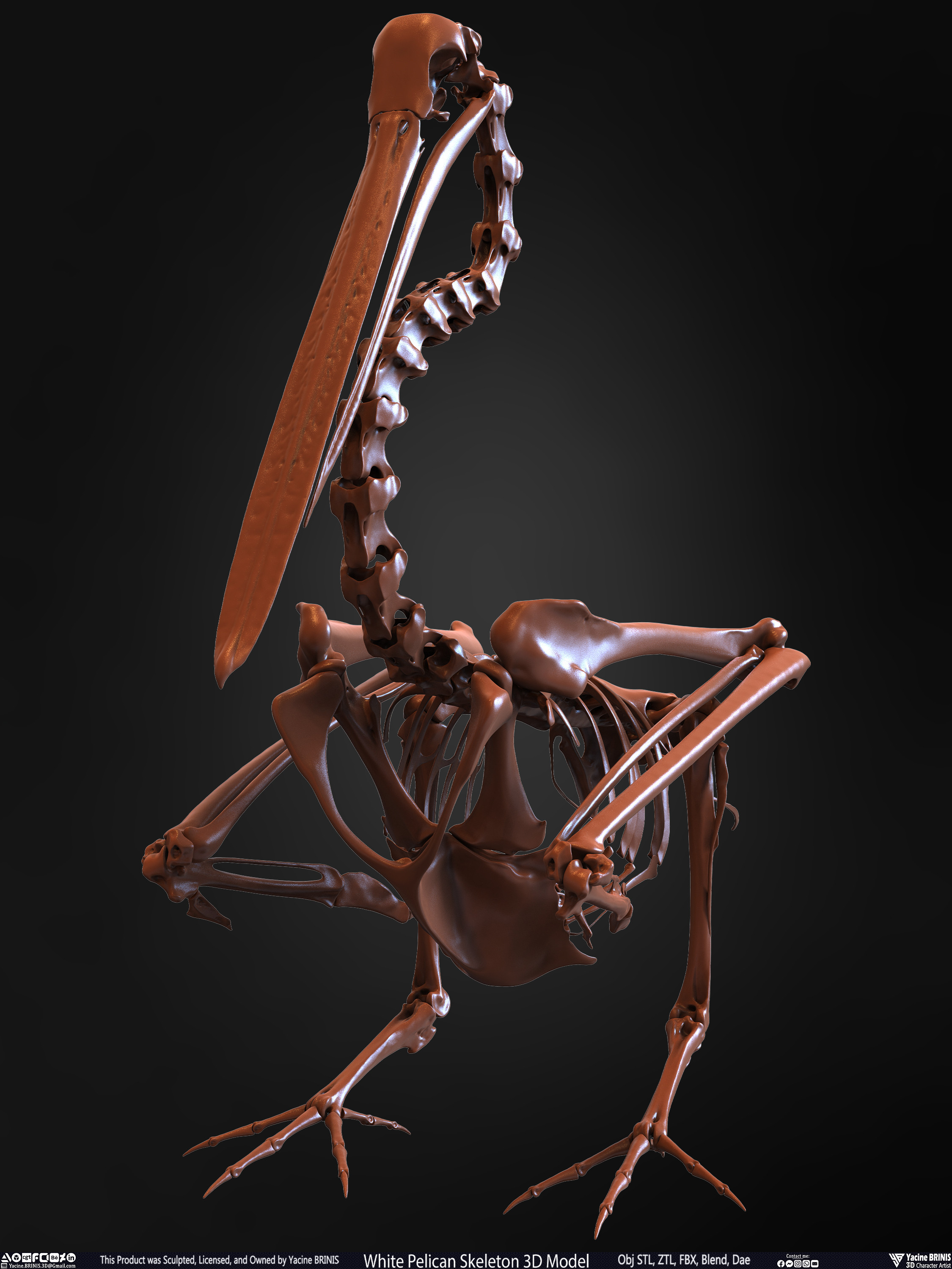 White Pelican Skeleton 3D Model Sculpted by Yacine BRINIS Set 009
