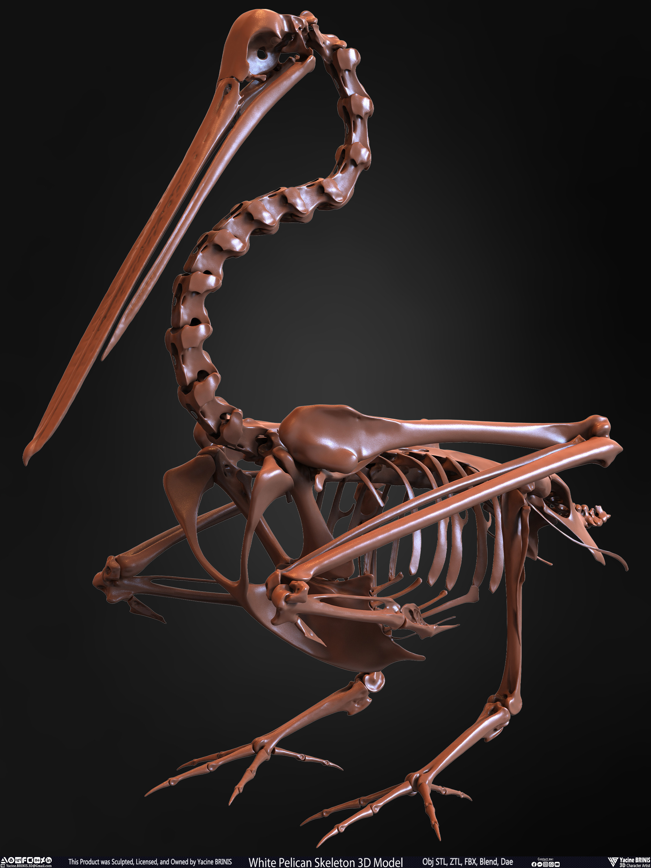 White Pelican Skeleton 3D Model Sculpted by Yacine BRINIS Set 011