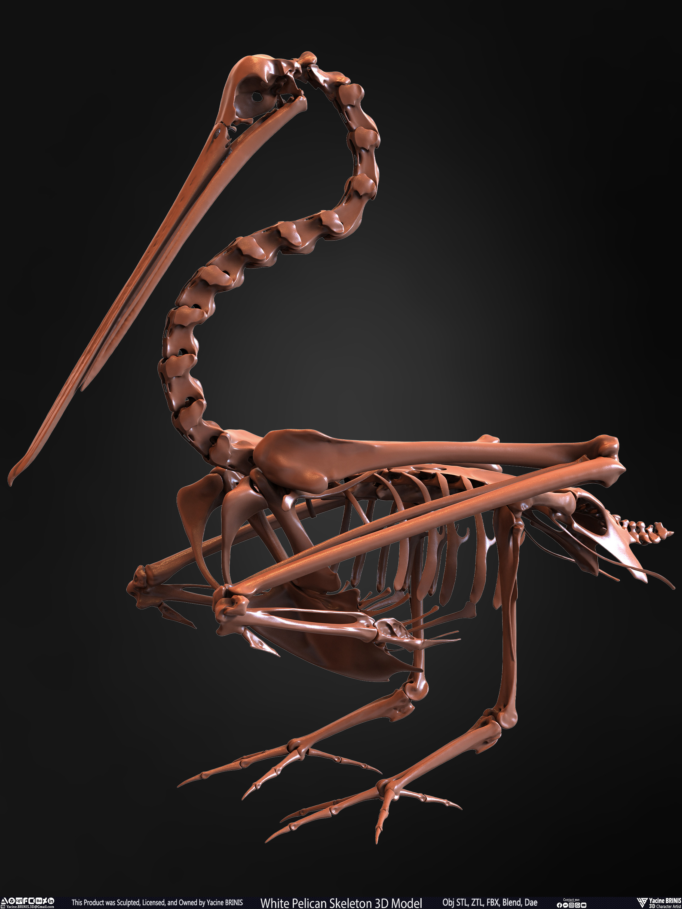 White Pelican Skeleton 3D Model Sculpted by Yacine BRINIS Set 012
