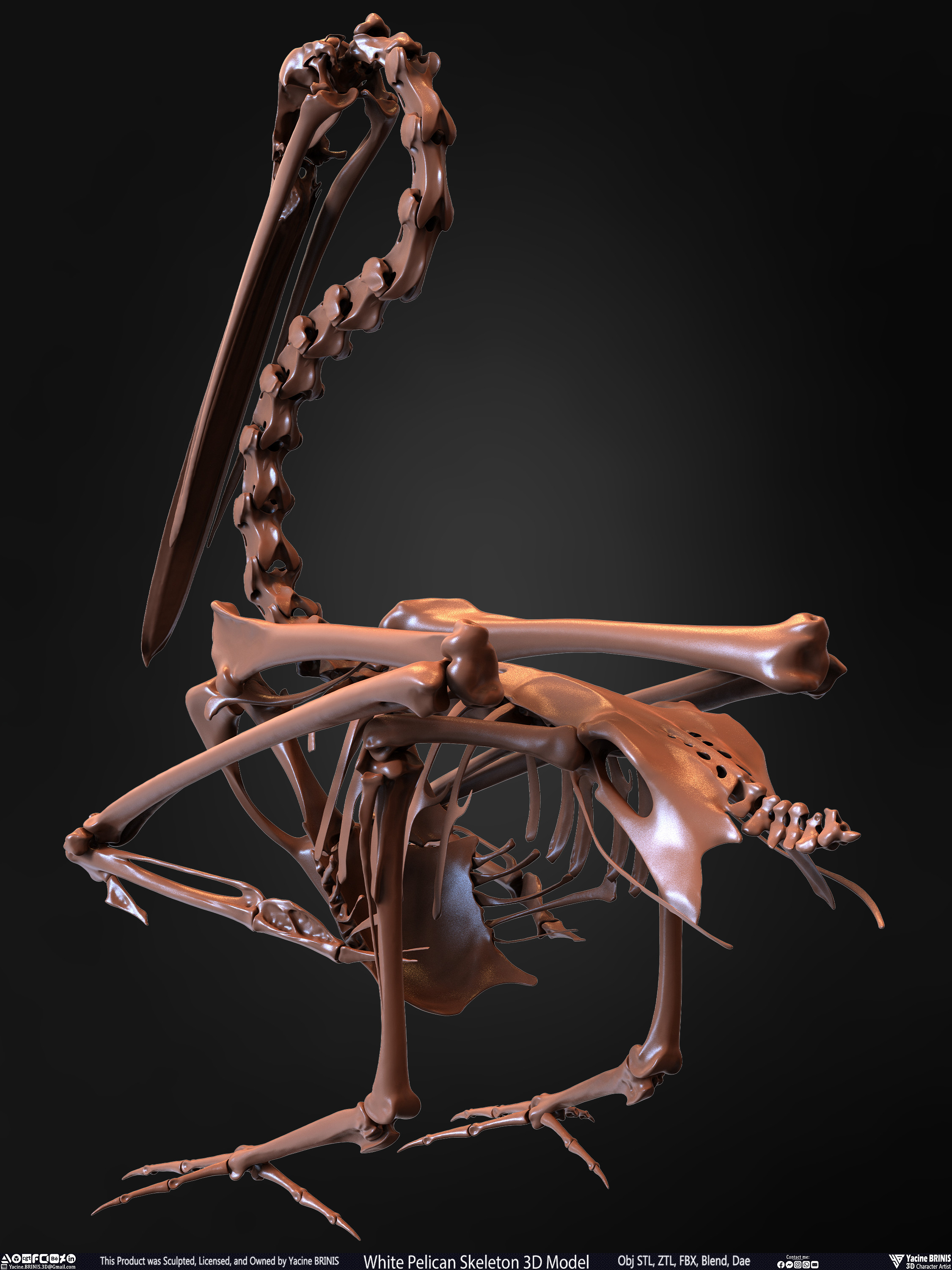 White Pelican Skeleton 3D Model Sculpted by Yacine BRINIS Set 015