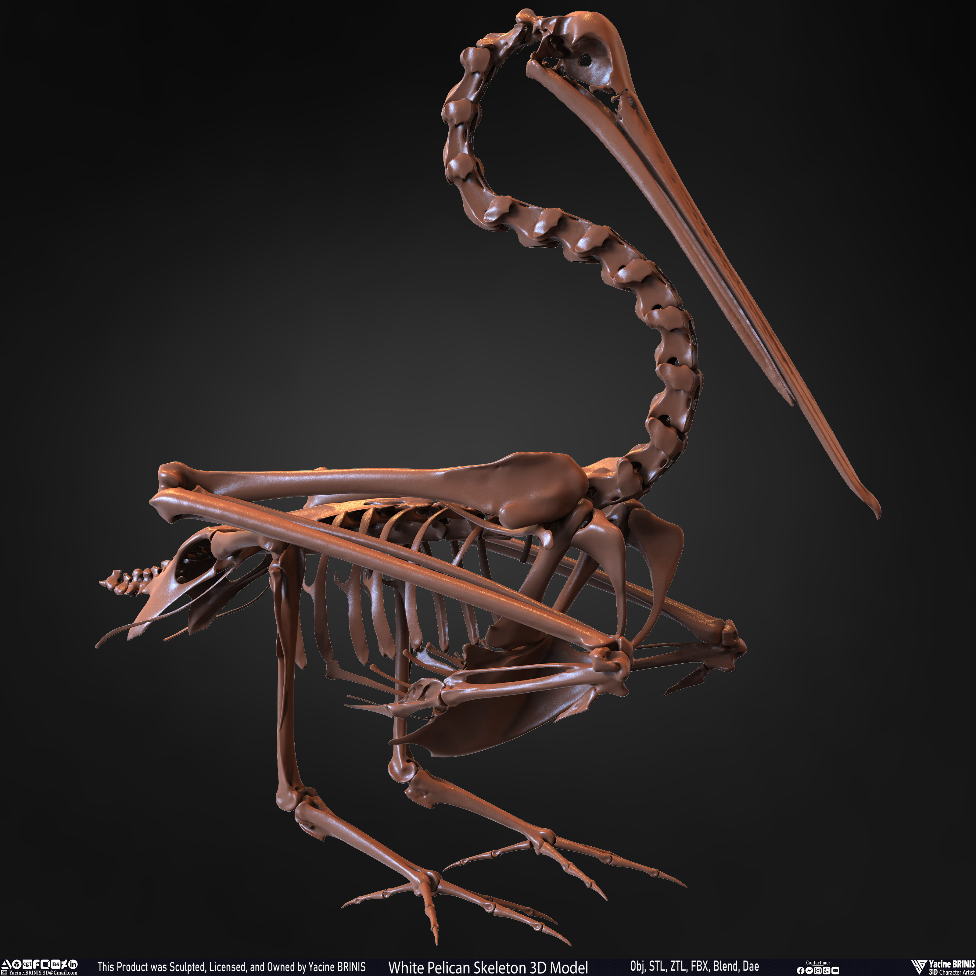 White Pelican Skeleton 3D Model Sculpted by Yacine BRINIS Set 017