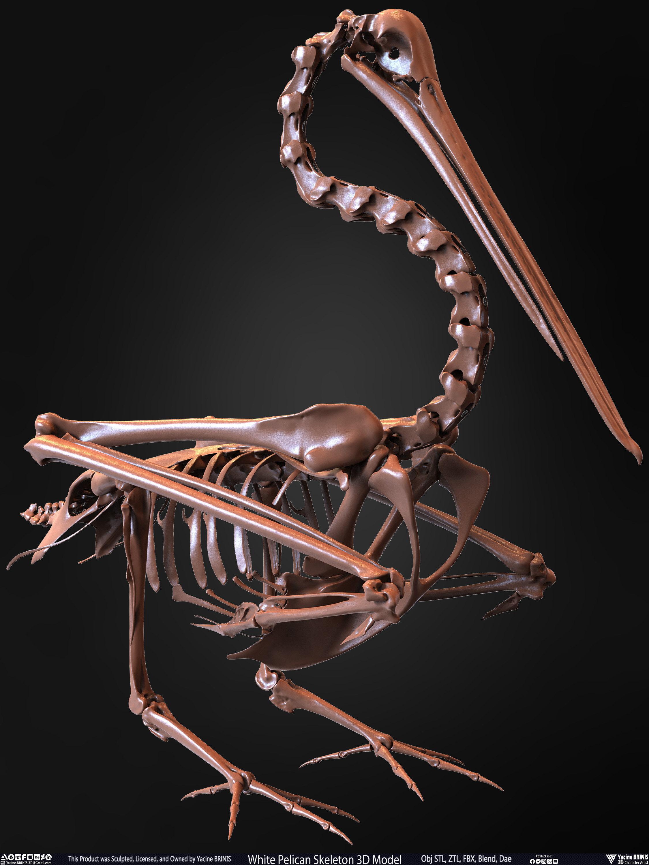 White Pelican Skeleton 3D Model Sculpted by Yacine BRINIS Set 018