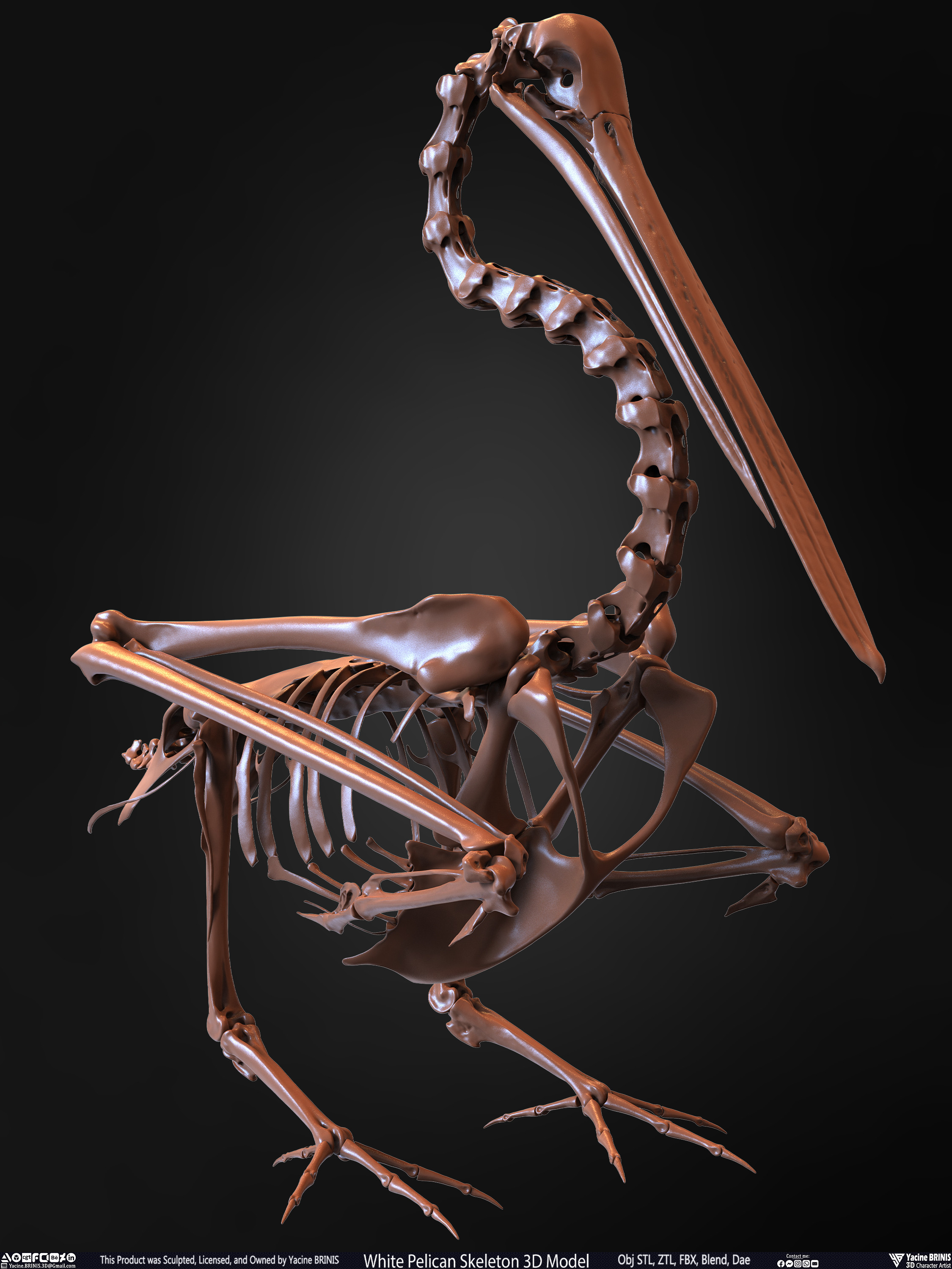 White Pelican Skeleton 3D Model Sculpted by Yacine BRINIS Set 019