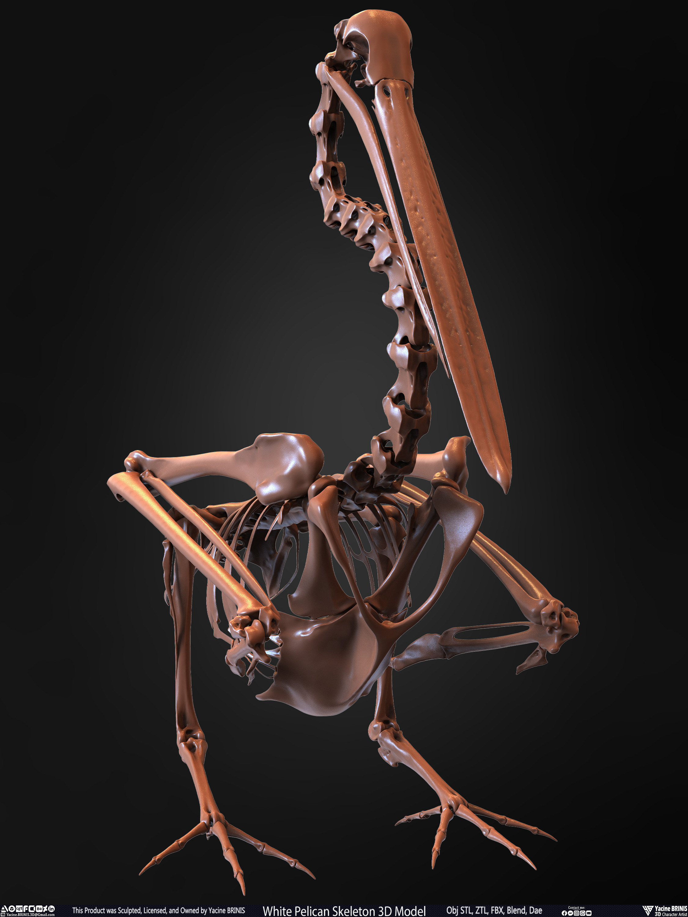 White Pelican Skeleton 3D Model Sculpted by Yacine BRINIS Set 021