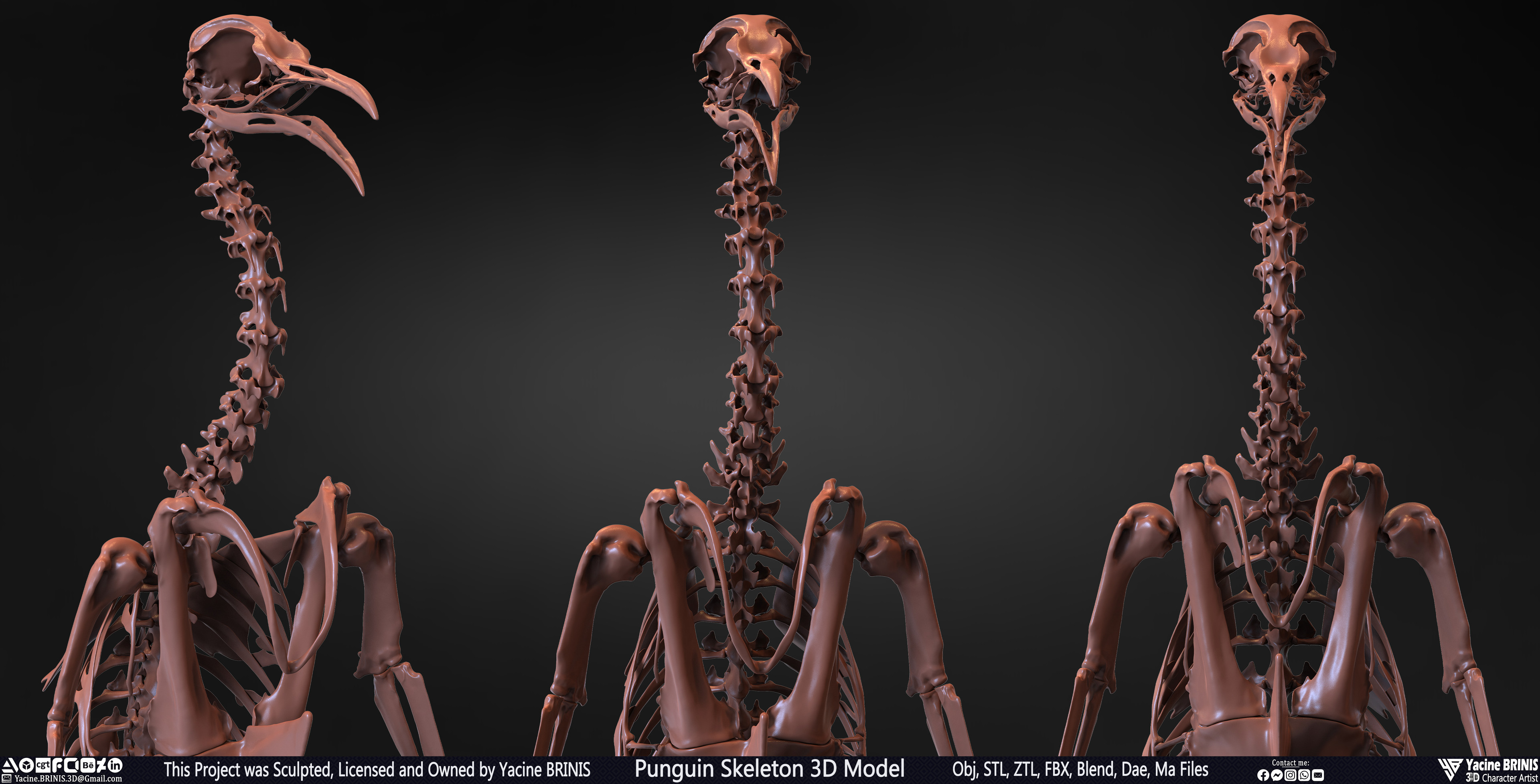 Penguin Skeleton 3D Model Sculpted by Yacine BRINIS Set 003