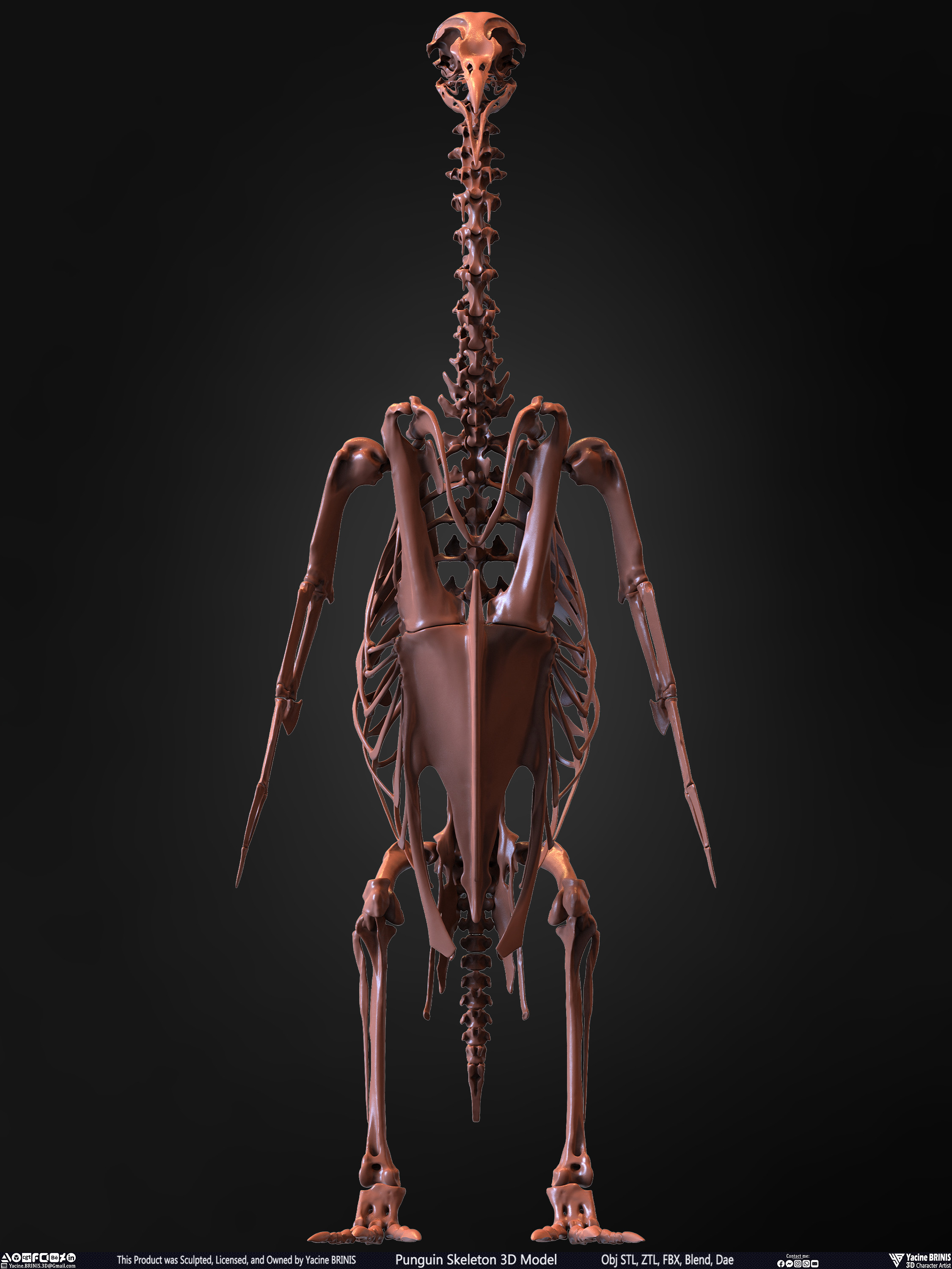 Penguin Skeleton 3D Model Sculpted by Yacine BRINIS Set 004