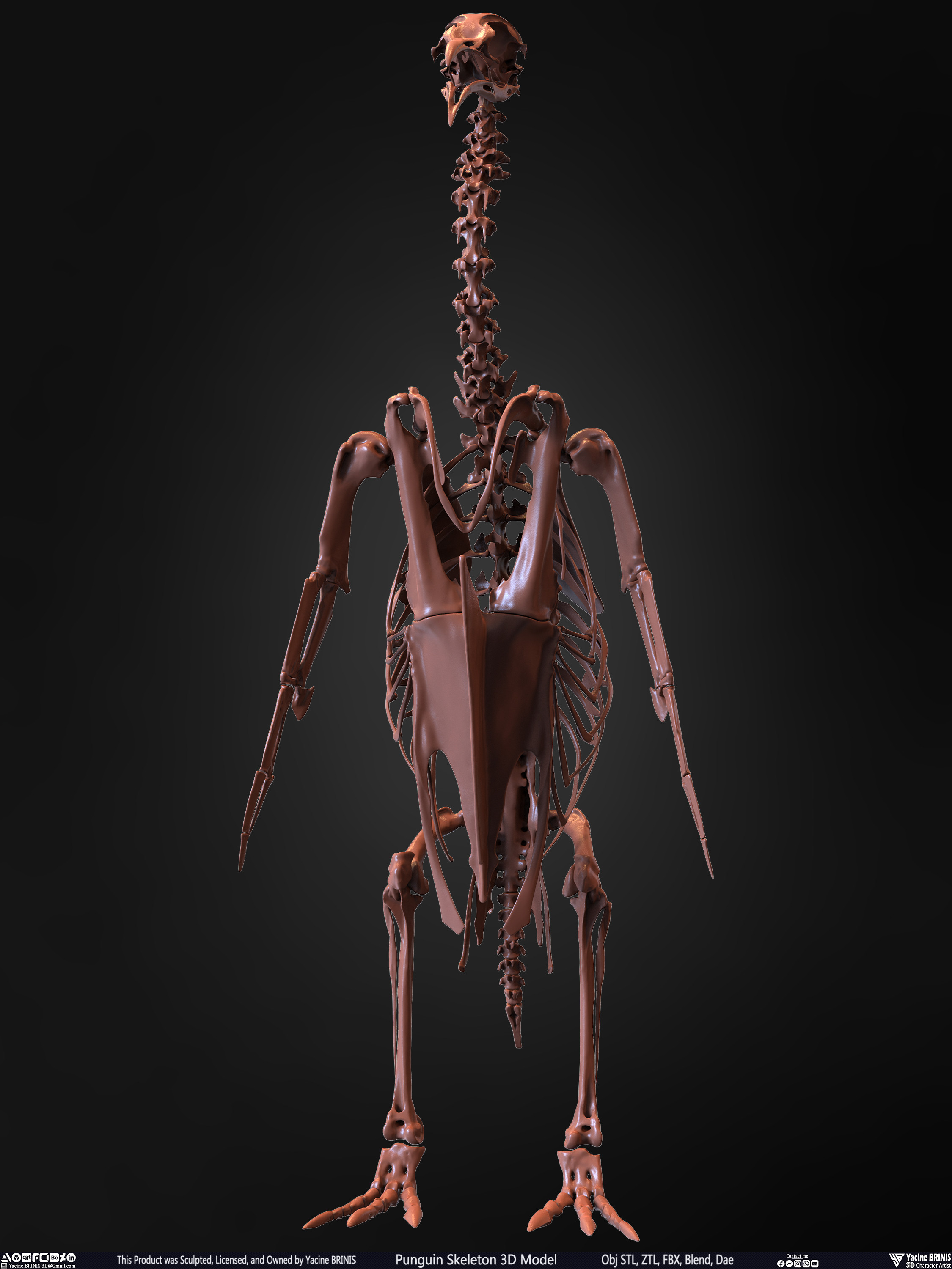 Penguin Skeleton 3D Model Sculpted by Yacine BRINIS Set 005