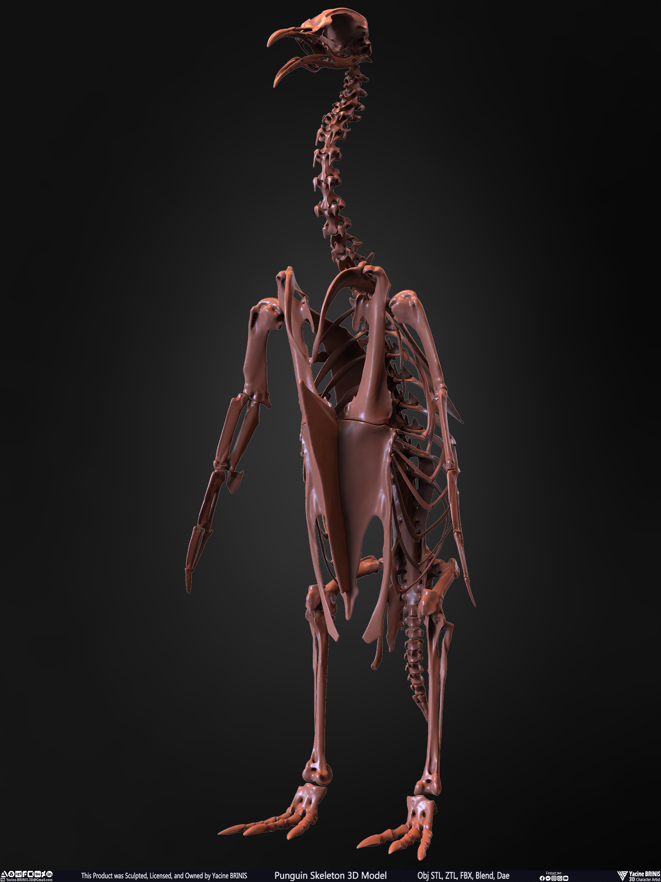 Penguin Skeleton 3D Model Sculpted by Yacine BRINIS Set 007