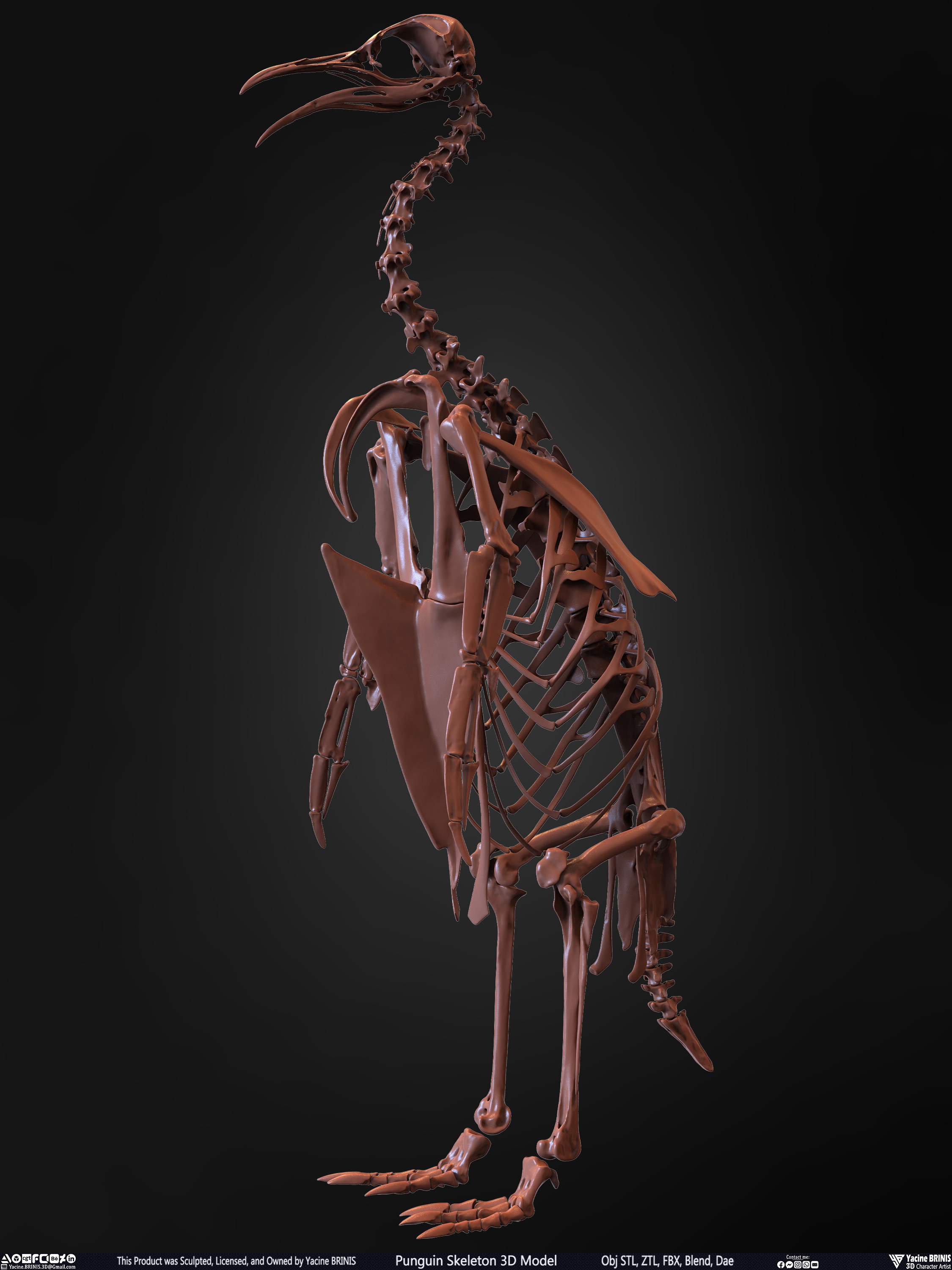 Penguin Skeleton 3D Model Sculpted by Yacine BRINIS Set 010