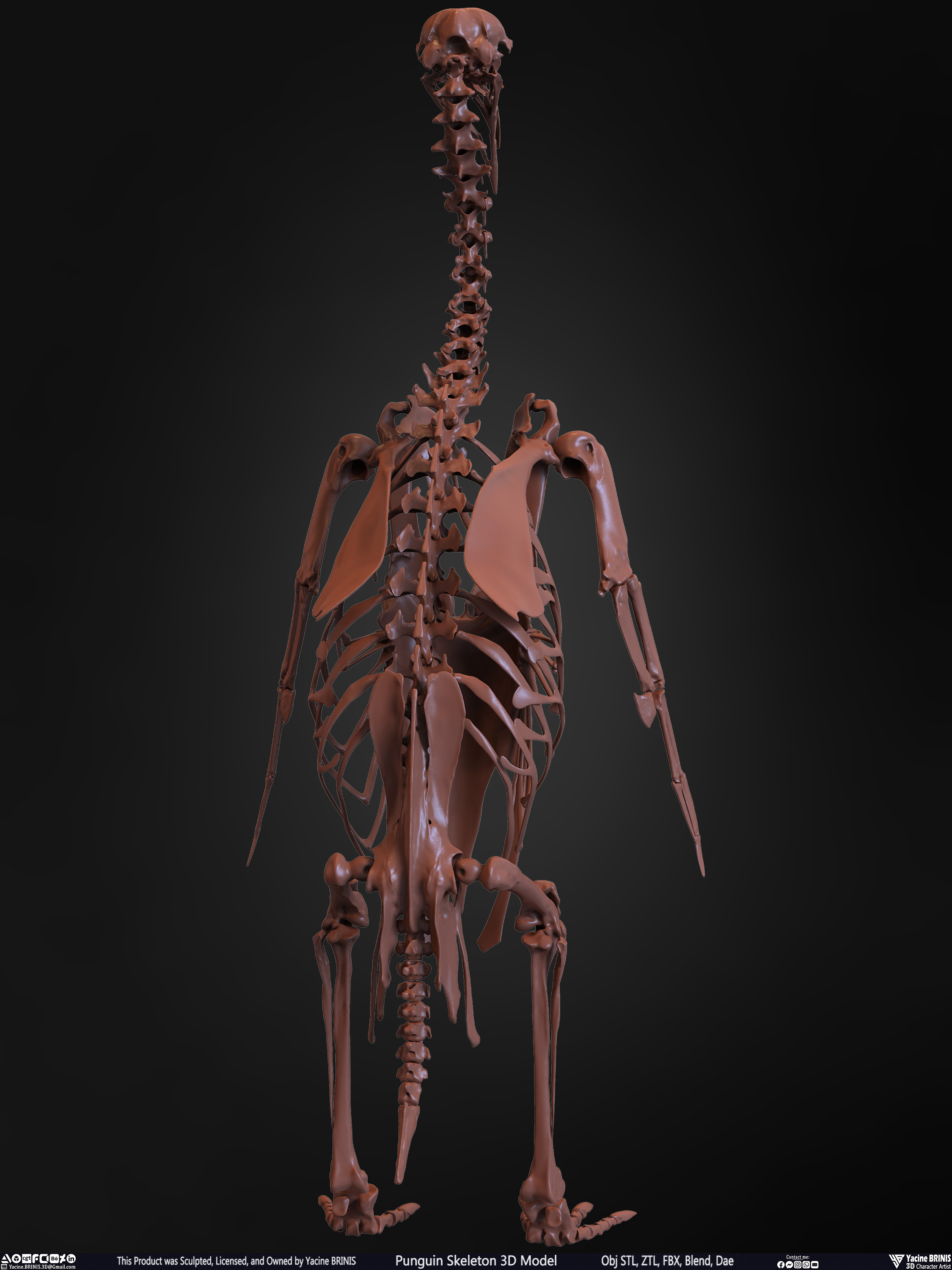 Penguin Skeleton 3D Model Sculpted by Yacine BRINIS Set 013