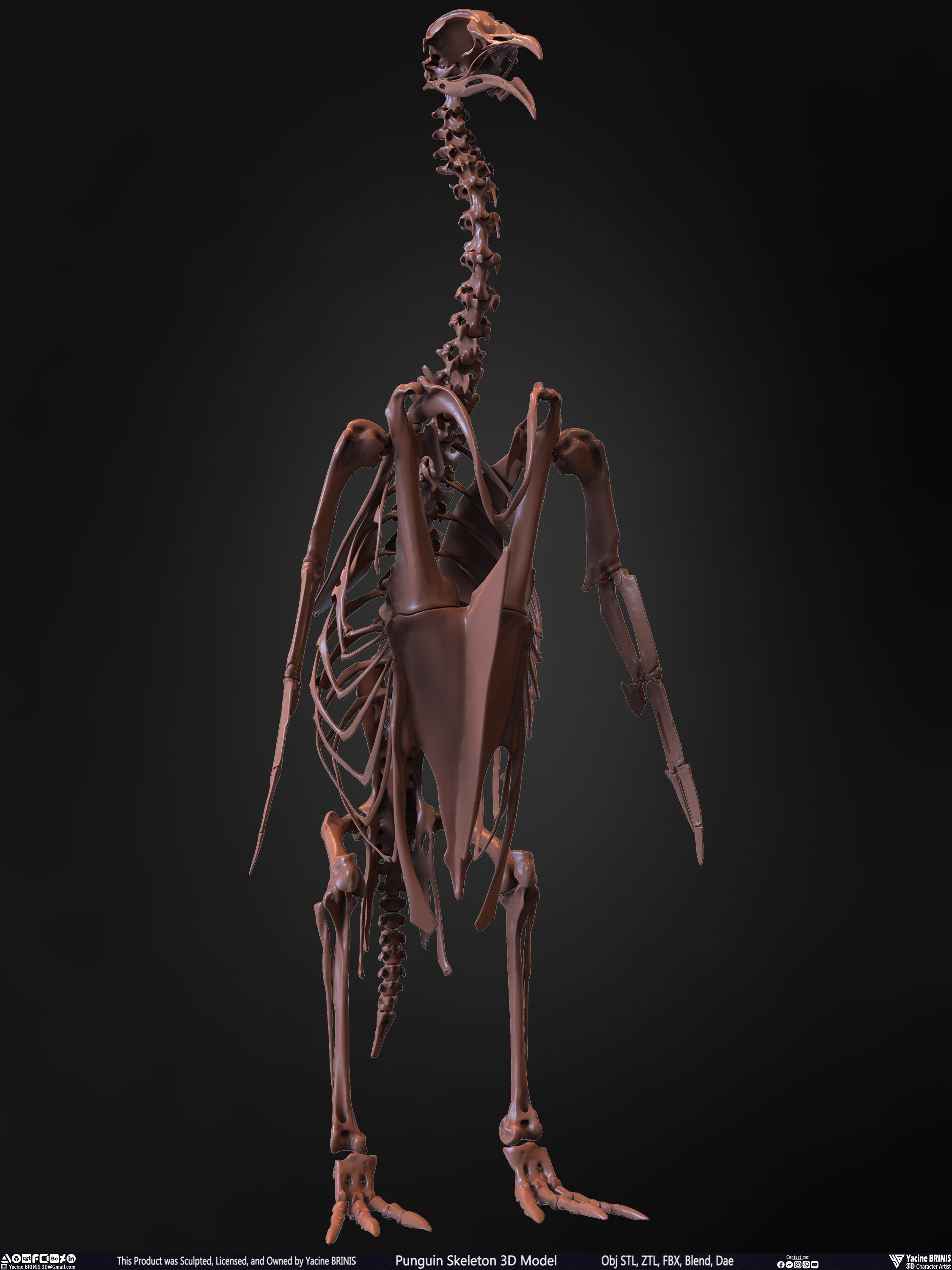 Penguin Skeleton 3D Model Sculpted by Yacine BRINIS Set 016