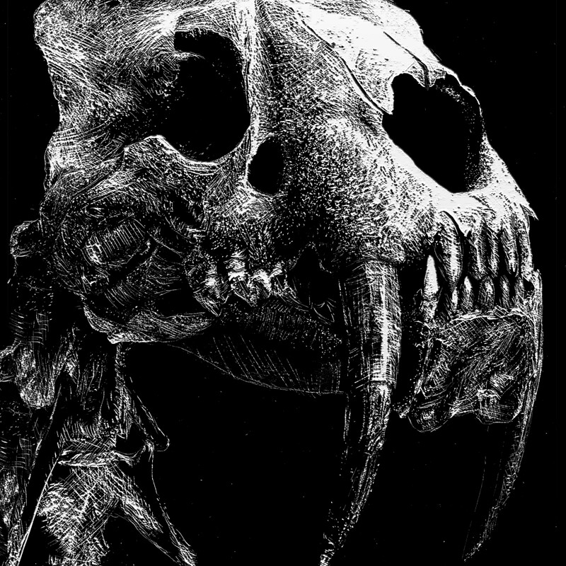 Smilodon Skull