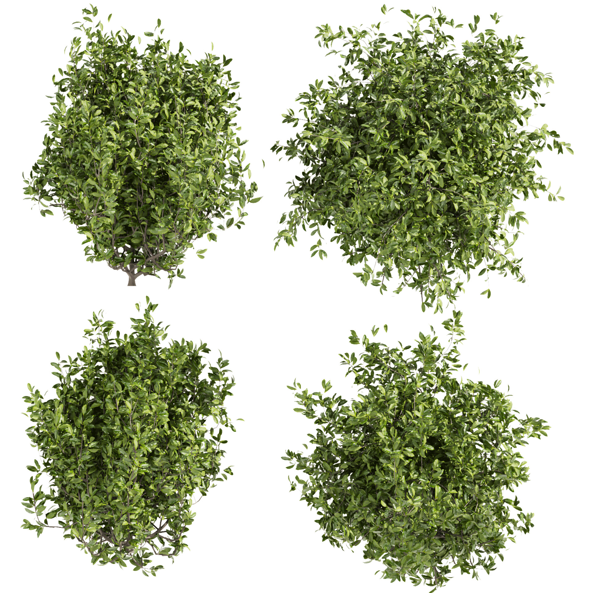 ArtStation - Collection plant vol 495 - 3d max model
