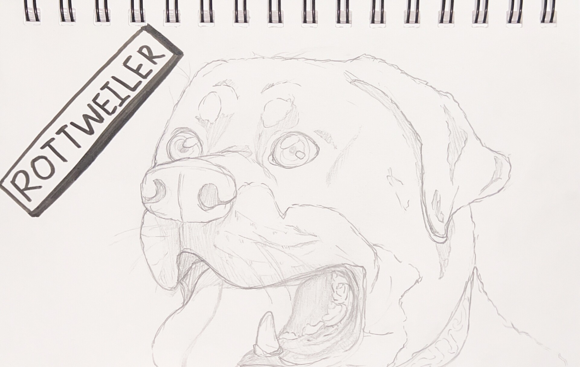Aggregate more than 131 dog sketch drawing best