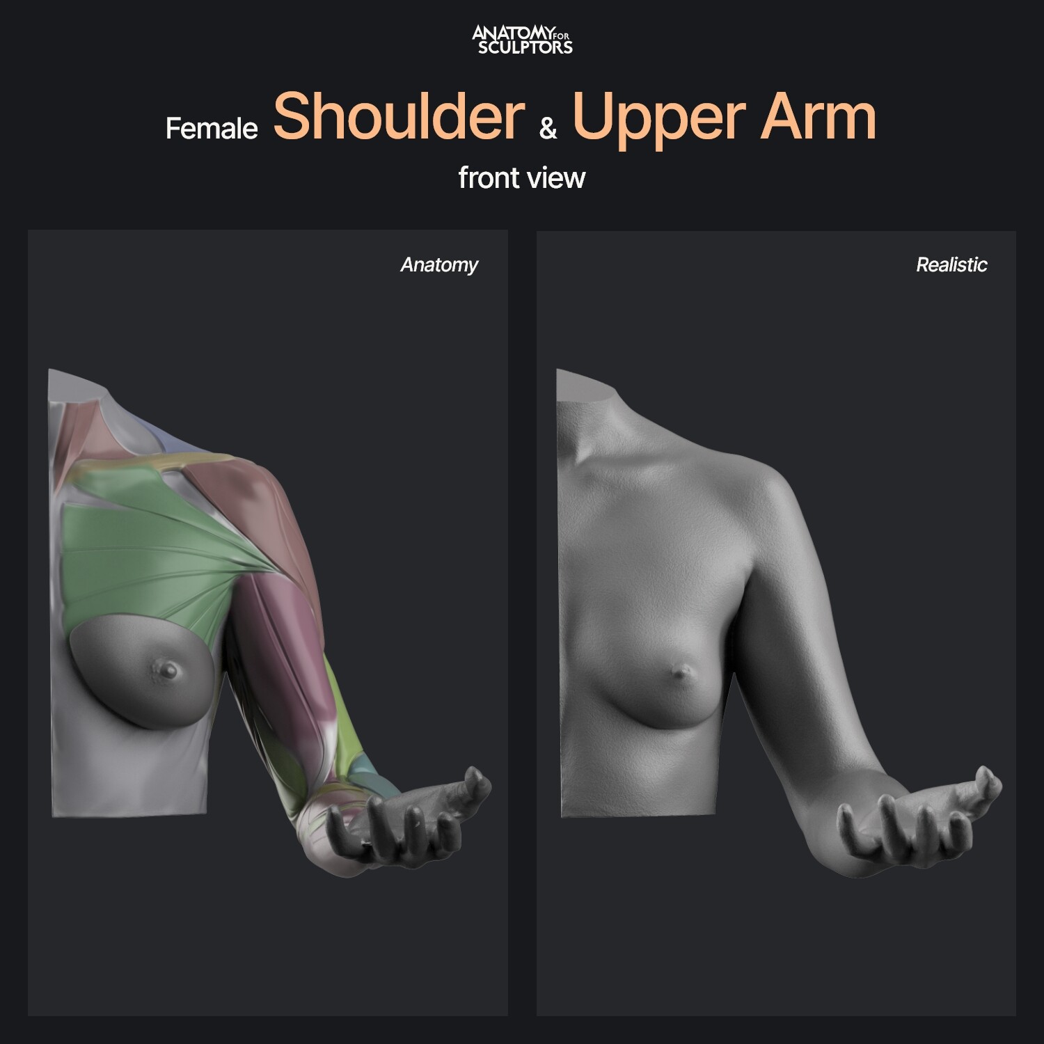 ArtStation - Female Shoulder and Upper Arm (Front view)