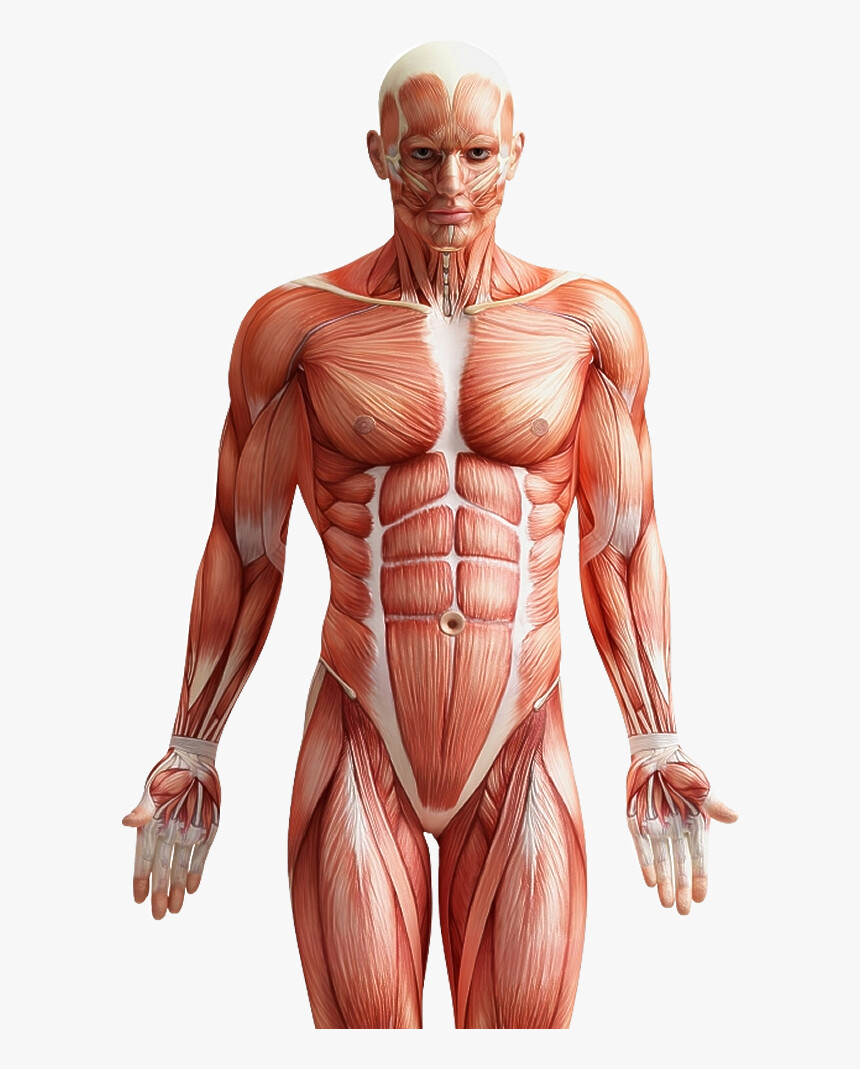 Body anatomy. Мышцы. Мышечный скелет. Мышцы тела. Мышечный каркас человека.