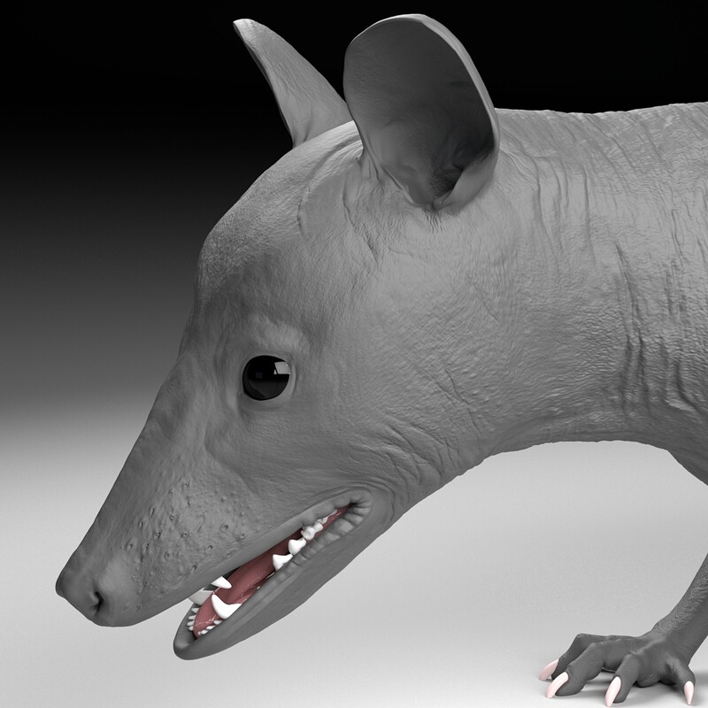Virginia Opossum