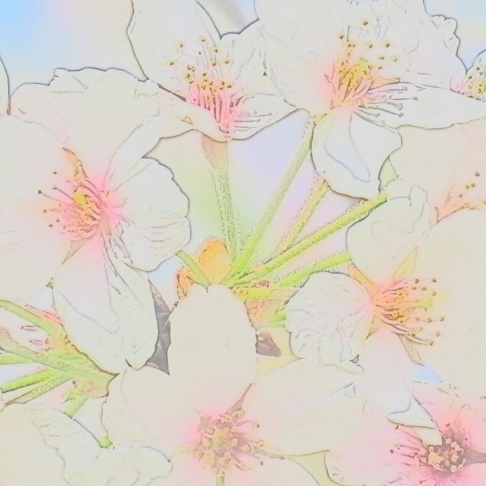 Creative photograph of Sakura (Cherry Blossom) flowers