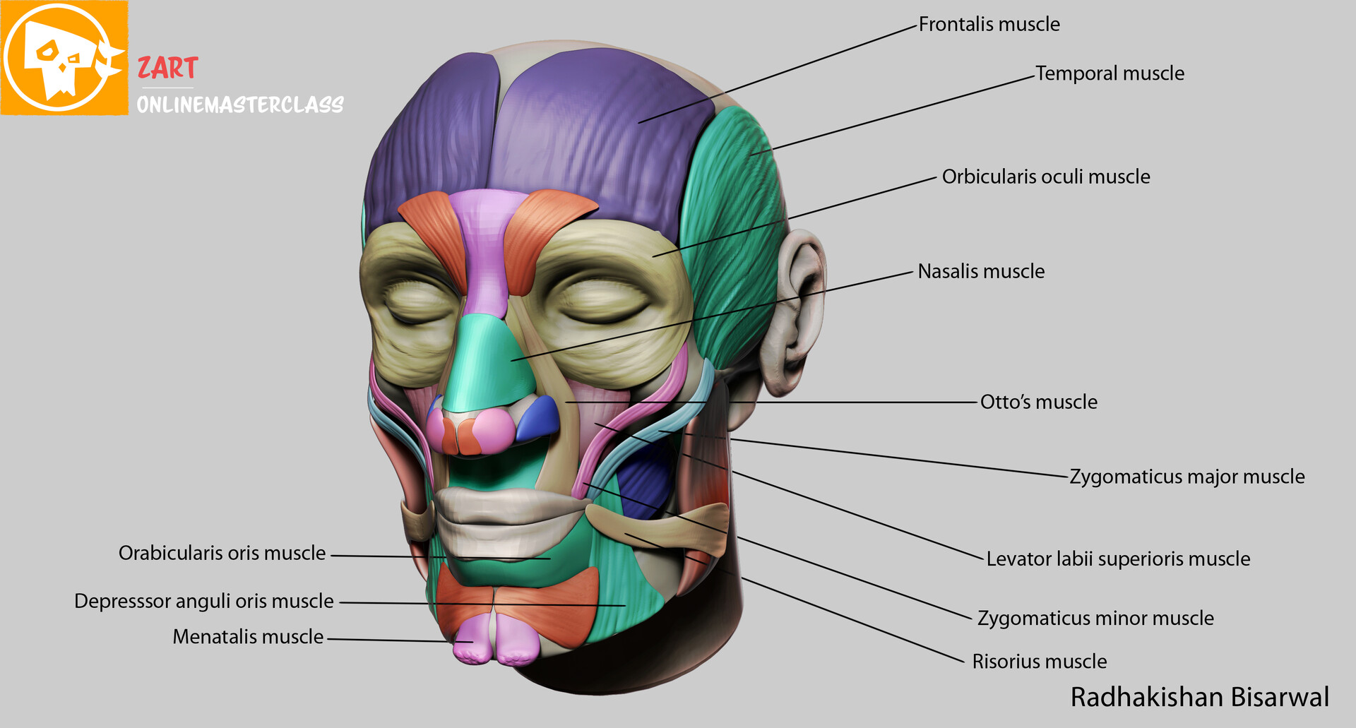 Facial Anatomy Biology Diagrams