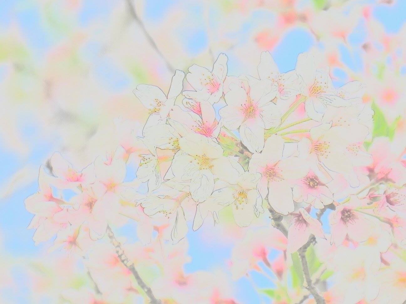 さくら (Sakura / Cherry Blossom) Cluster