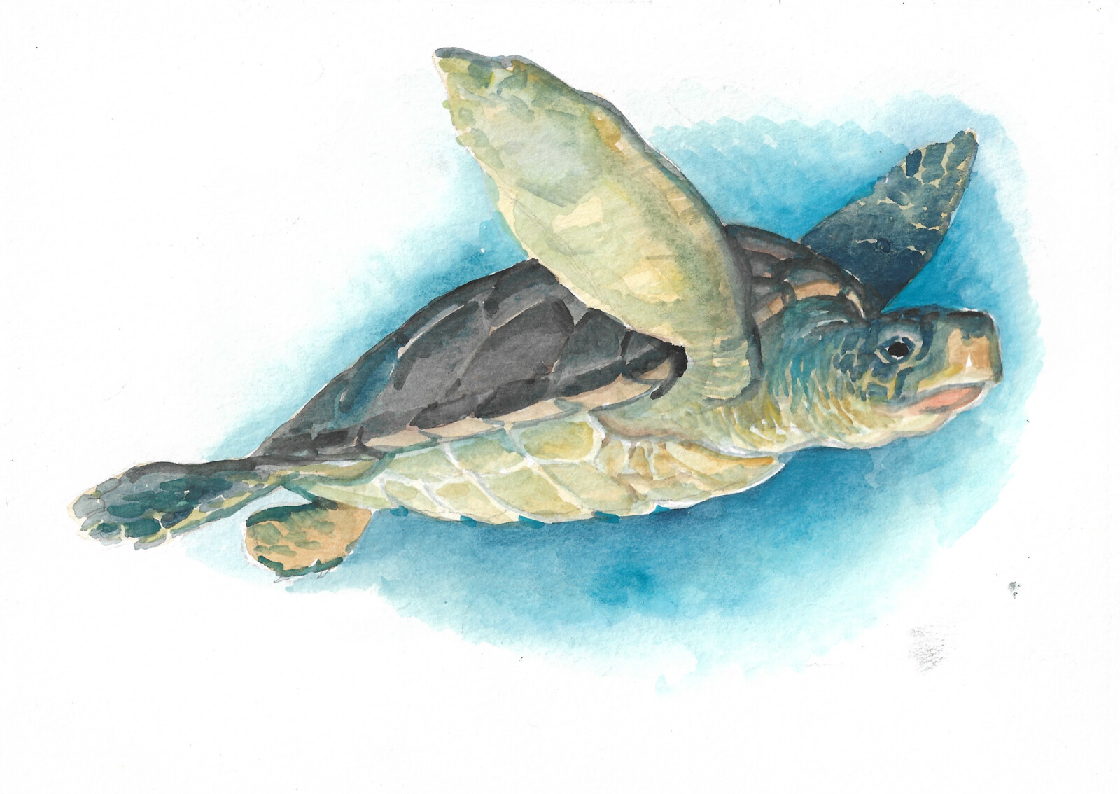 A turtle study