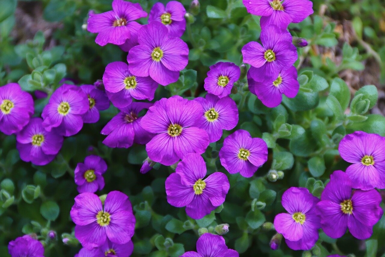 #PlantOfTheWeek Aubrieta When the rockery was all the rage in British gardens, a
