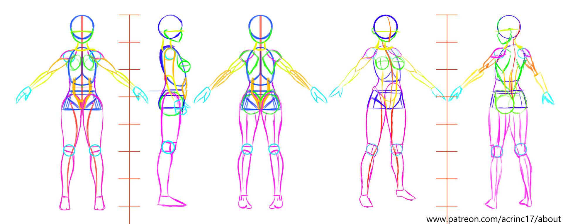 ArtStation - Body scheme all angles