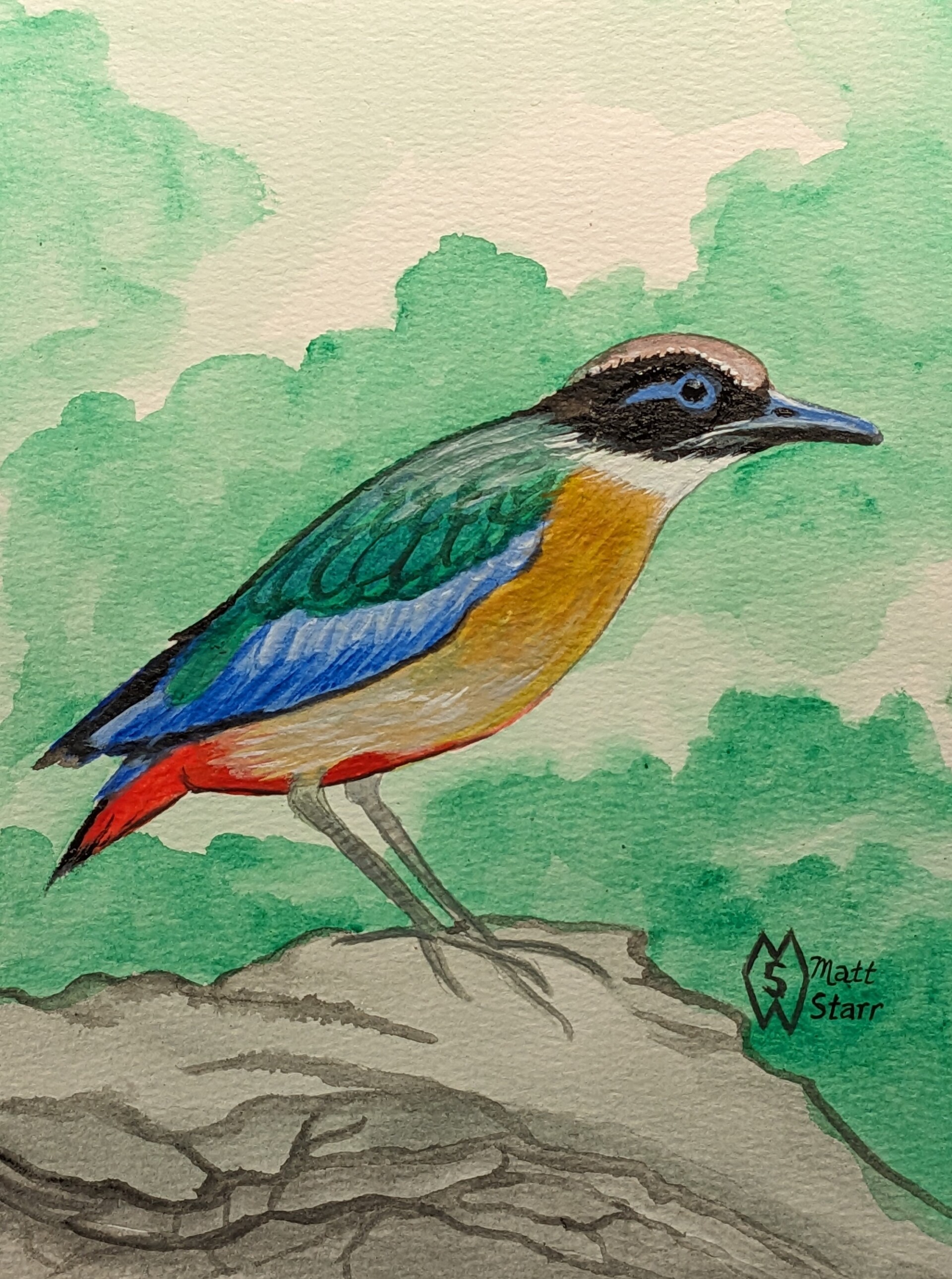 matt-starr-blue-winged-pitta-on-the-rocks