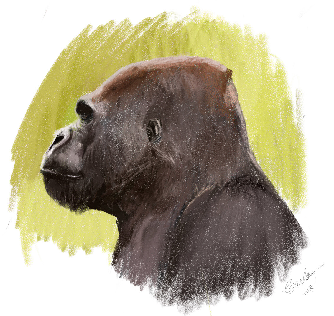 Gorilla Study