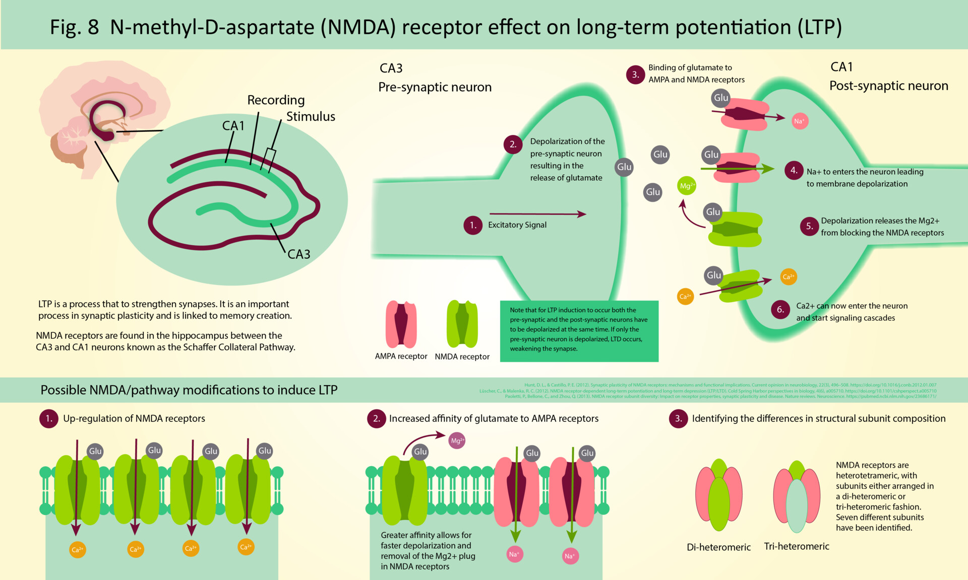ArtStation N methyl D aspartate NMDA Receptor LTP