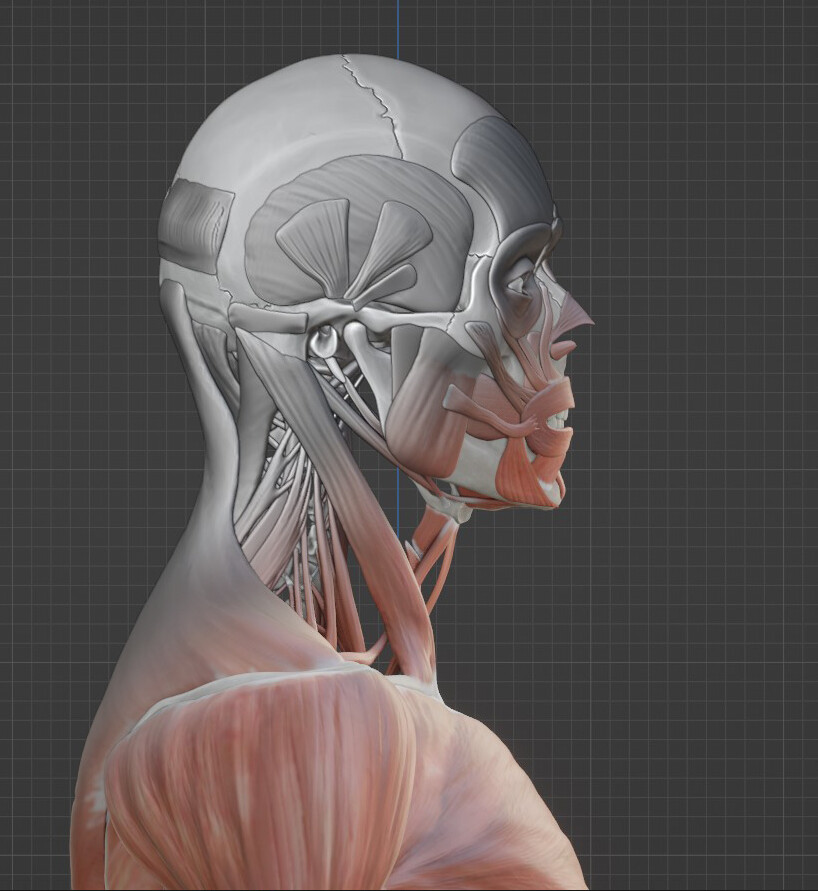 Artstation Anatomically Correct Model Of Human Muscles
