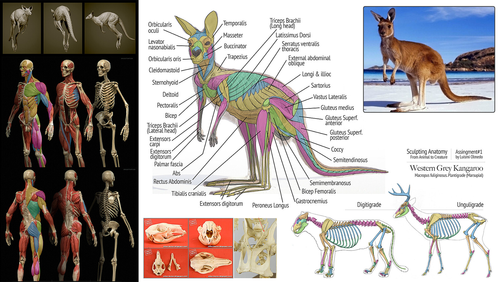 Kangaroo anatomical study and comparison of muscles