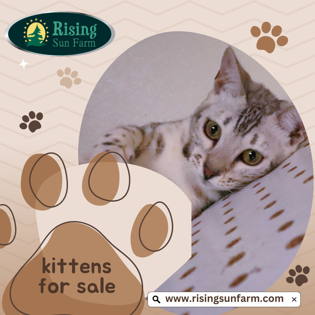 Farm kittens for store sale