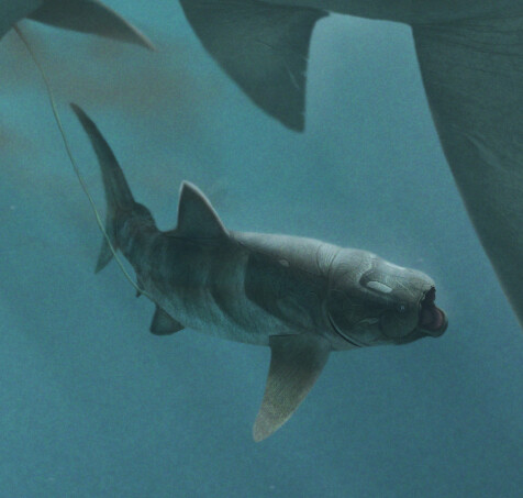 Baby Titanichthys clarki