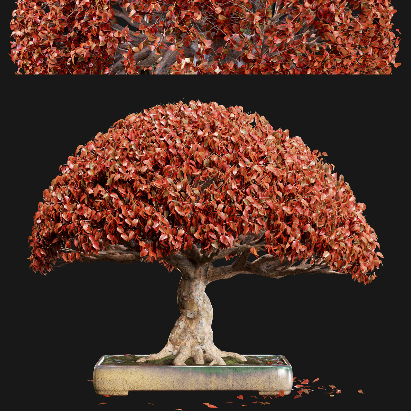 Bonsai 03 | PBR | Midpoly | HQ