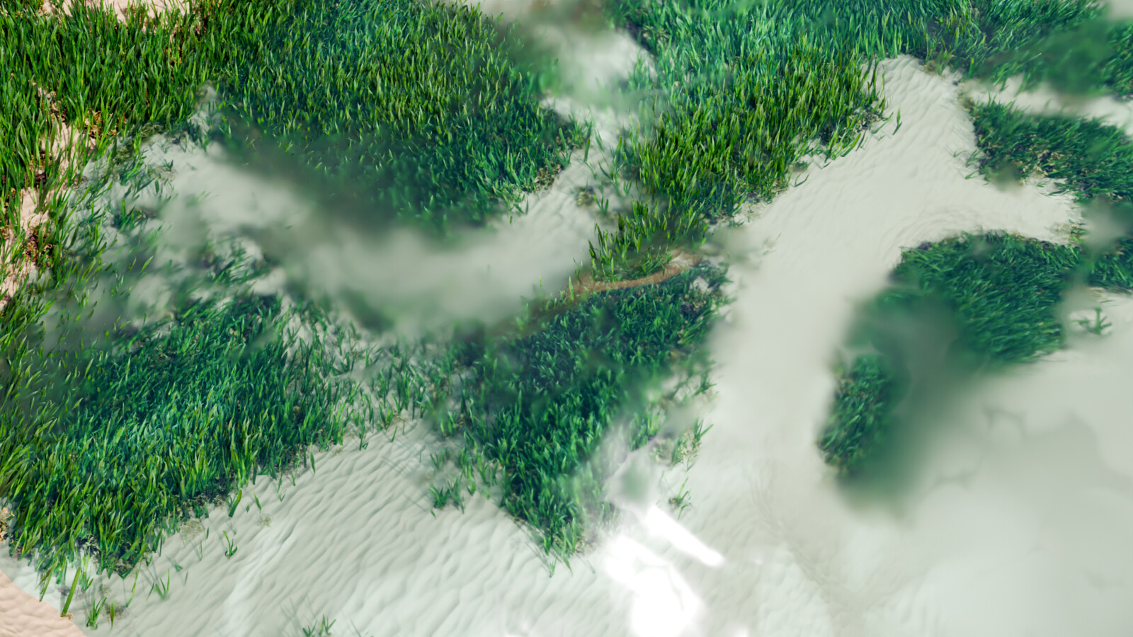 Seagrass